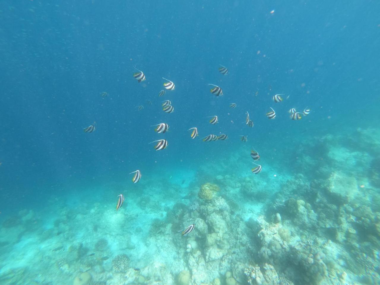 Feridhoo Sevinex Inn מראה חיצוני תמונה